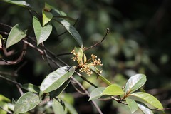 Morinda reticulata